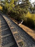 On the Tracks with Man's Best Friend