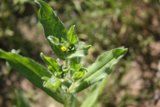 Tiny Sprout Blooms with Yellow Daisies