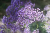 Captivating Purple Geraniums with White Dots