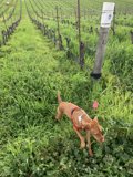 Vineyard Walks with Furry Friends