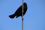 Red-Winged Blackbird Perched on Wire Against Clear Sky
