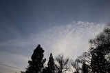 Twilight Sky with Wispy Clouds Above Winter Trees