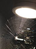 Illuminated Spider Web