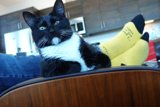 The Chair Cat