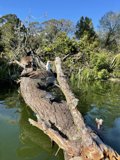 Driftwood in Stow Lake
