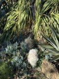 Verdant Tapestry at Ruth Bancroft Garden