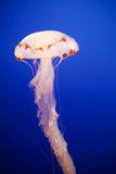 Ethereal Beauty of the Deep
