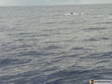 Majestic Whale in the Open Waters