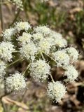 White Flowered Apiaceae Plant