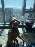 Cityscape Dog