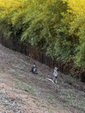 Kangaroos in the Woodland