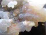 White and Yellow Crystals on a Rock