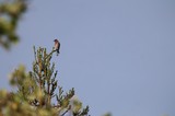 Western Bluebird Perched on Evergreen Treetop at Dusk