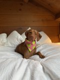 Cozy Vizsla
