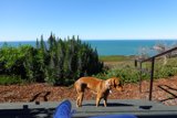 Canine Contemplation by the Pacific