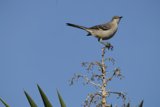 Morning Melody in El Sereno