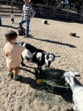 A Day at the Petting Zoo