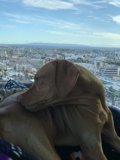 City Puppy Paws