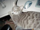 Feline Office Assistant
