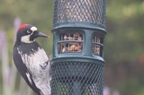 Acorn Woodpecker Feeding at Garden Bird Feeder