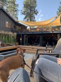 Patio Pals