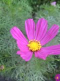 Purple Cosmos in Altadena Garden