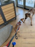 Playful Pups tangle with Leash