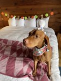 Cozy canine on cushy bedding