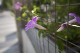 Fence Flower Find