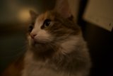 Nighttime Companion