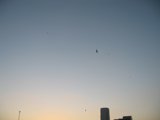 Urban Bird in Flight