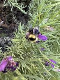 Buzzing Beauty