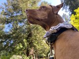 Blue Sky Adventure with My Canine Companion