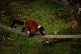 A Day with the Red Ruffed Lemur at San Francisco Zoo