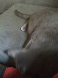 Lazy Abyssinian Cat on a Comfy Couch