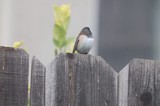 Dark-eyed Junco Perched on Weathered Fence