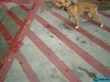 The Strapped Bulldog on the Tarmac