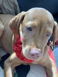 The Bow-tie Vizsla