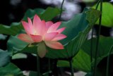 Pink Lotus Serenity