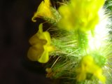 Blooming Beauty