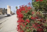 Red Flowers in the Heart of the City