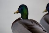 Ledge-side Conversations of Teal Ducks