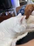 Furry Friends on the Couch