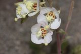 Beauty in Bloom