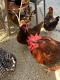 Chicken Gathering