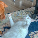 Furry Friends