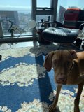 A Canine View