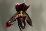A Graceful Orchid