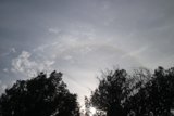 Rainbow Over Woodland Canopy