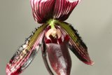 Delicate Orchid in Bloom